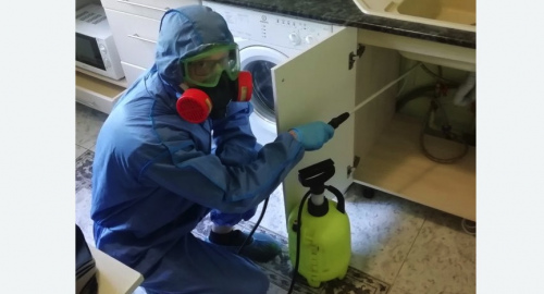 Уничтожение муравьев в квартире. Билибино