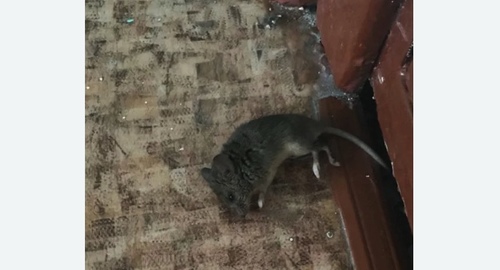 Дезинфекция от мышей в Билибино