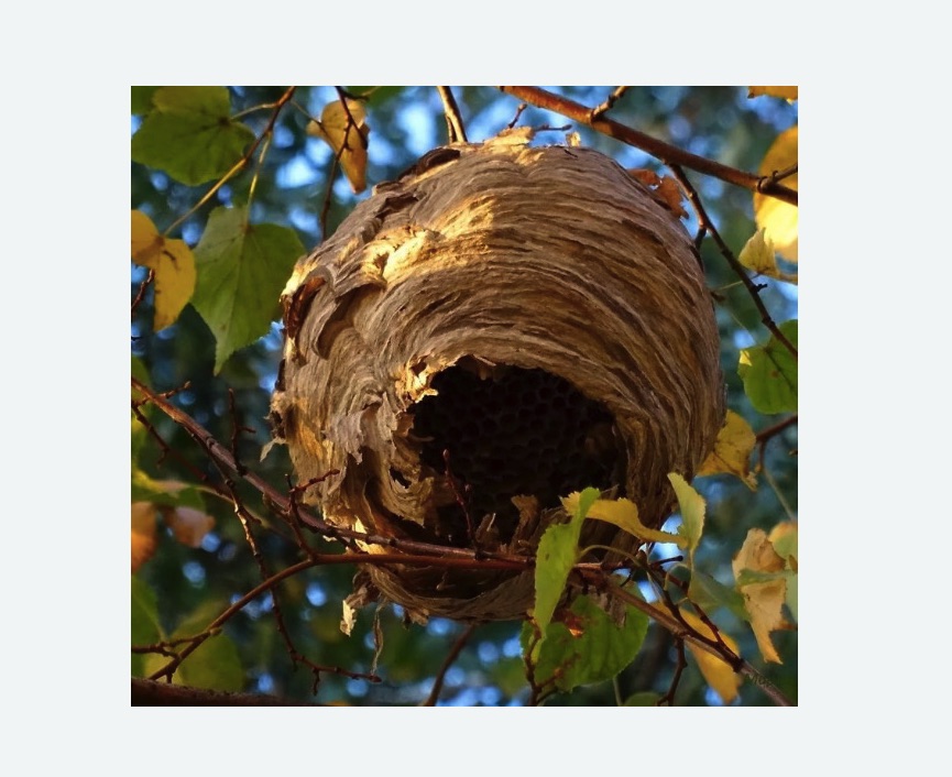 Обработка от шершней в Билибино