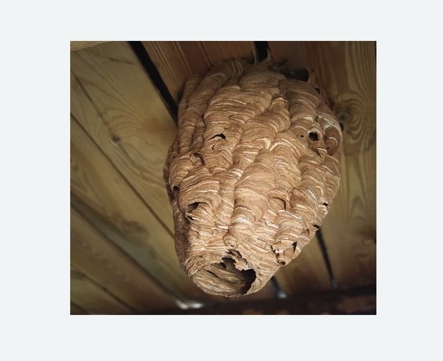 обработка от шершней в Билибино