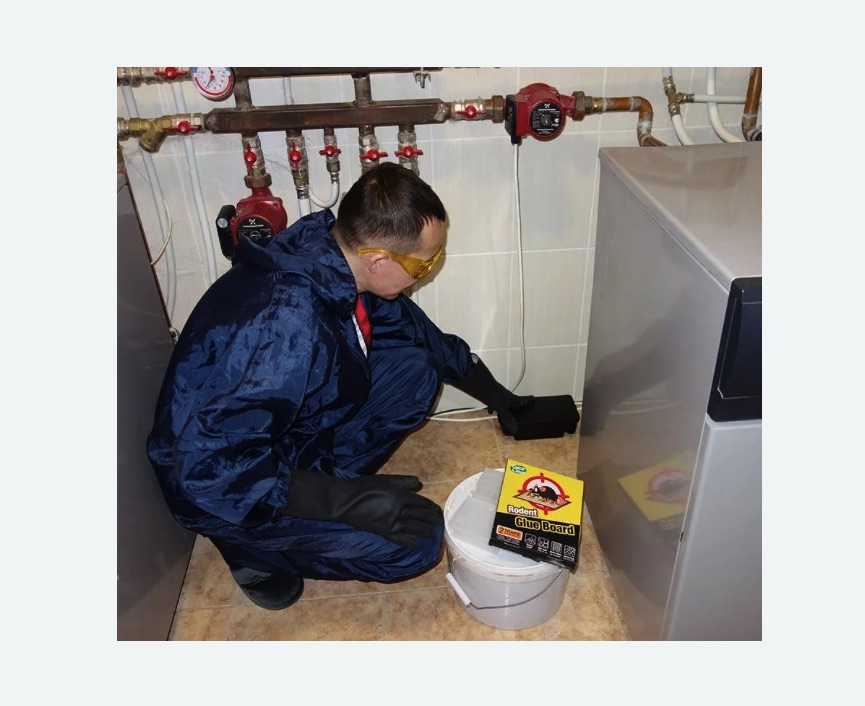 Уничтожение крыс в Билибино