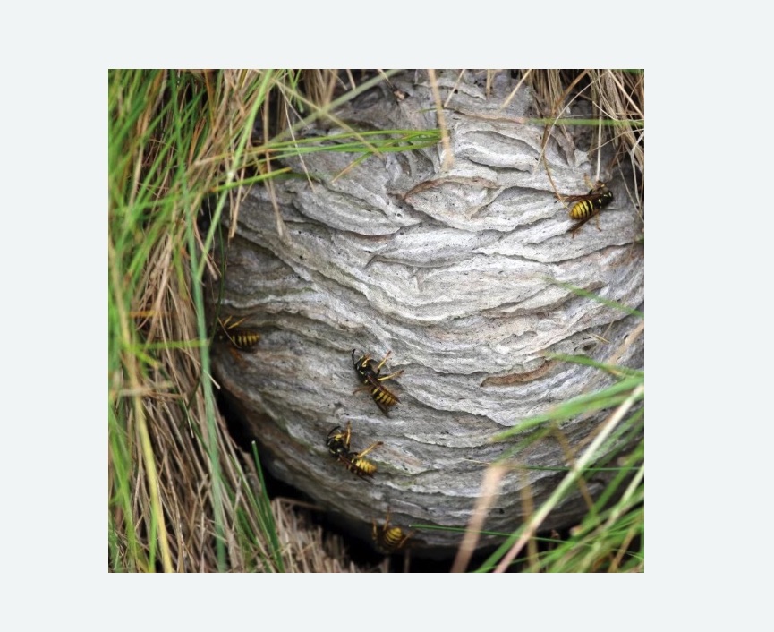 Уничтожение ос и ульев в Билибино